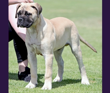 Ardhub bullmastiffs deals